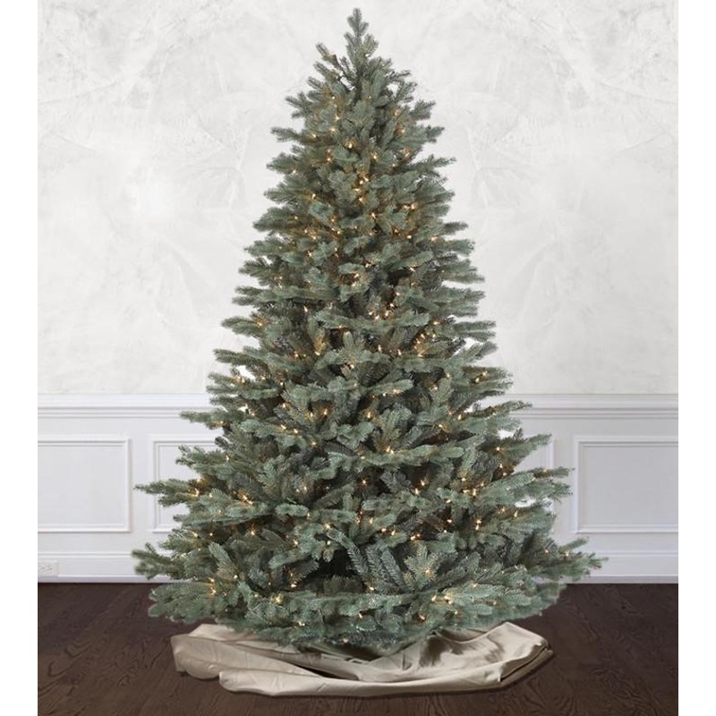 Savoy Blue Spruce