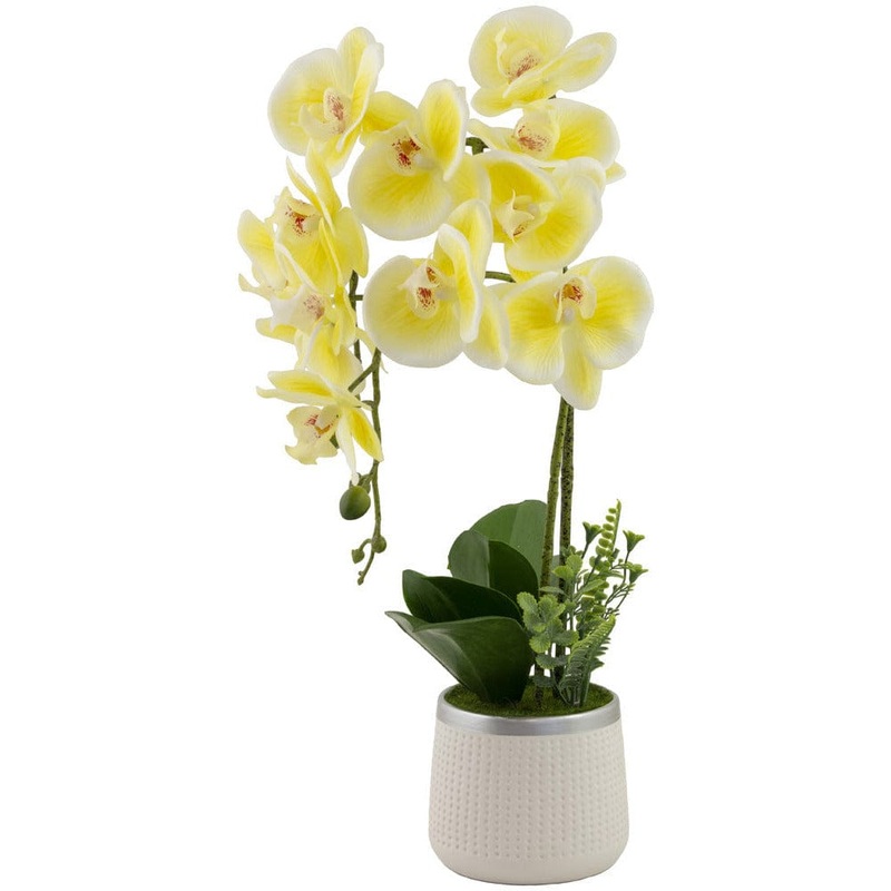YELLOW ORCHID